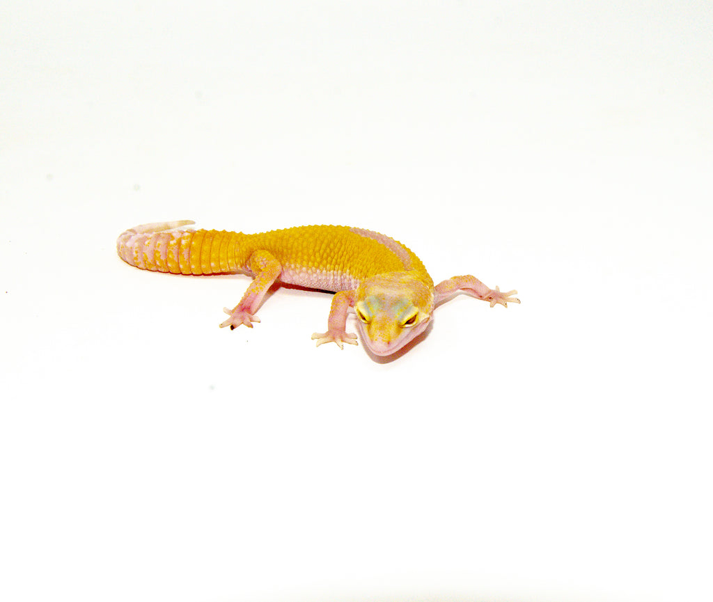 Baby Albino Leucistic Leopard Geckos